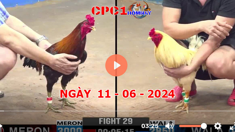 Đá gà CPC1 ngày 11-06-2024