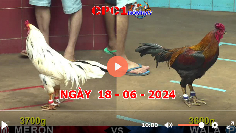 Đá gà CPC1 ngày 18-06-2024