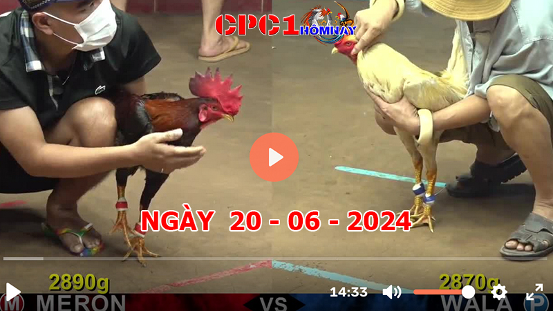 Đá gà CPC1 ngày 20-06-2024