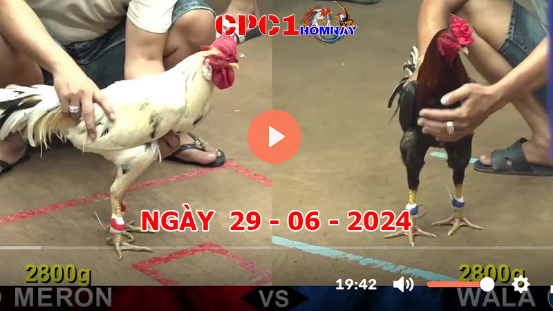 Đá gà CPC1 ngày 29-6-2024