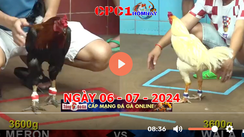 Đá gà CPC1 ngày 06-7-2024