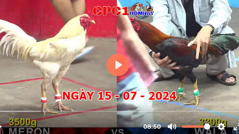 Đá gà CPC1 ngày 15-7-2024