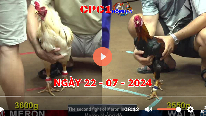 Đá gà CPC1 ngày 22-7-2024