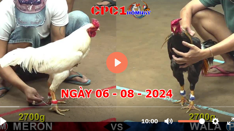 Đá gà CPC1 ngày 06-8-2024