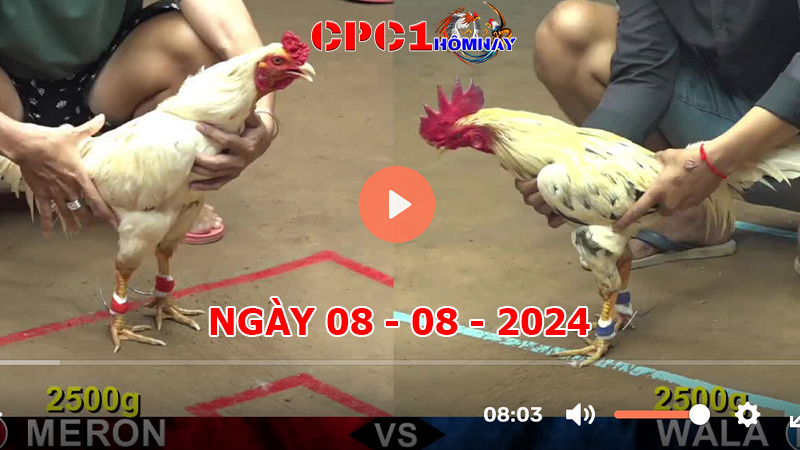 Đá gà CPC1 ngày 08-8-2024