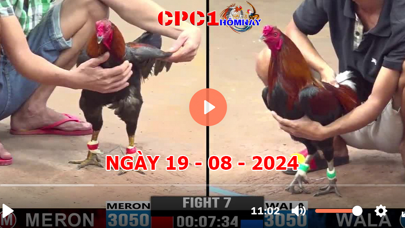 Đá gà CPC1 ngày 19-8-2024