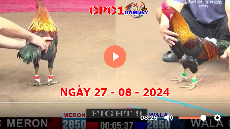 Đá gà CPC1 ngày 27-8-2024