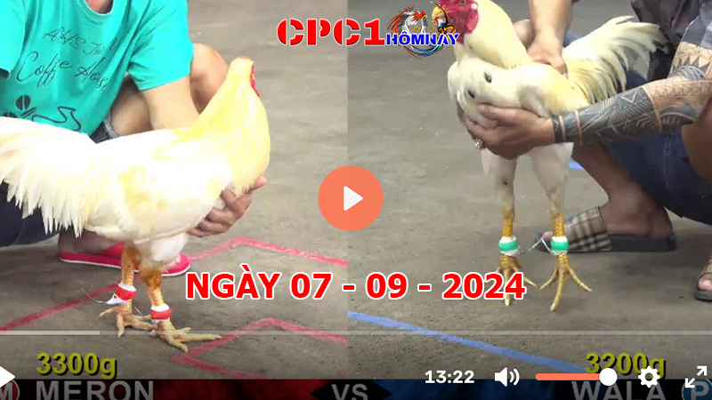 Đá gà CPC1 ngày 07-9-2024