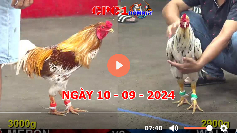 Đá gà CPC1 ngày 10-9-2024