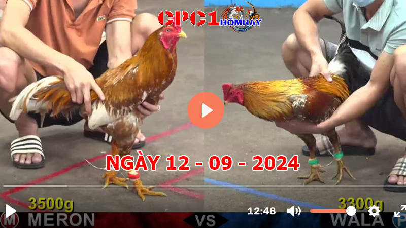 Đá gà CPC1 ngày 12-9-2024