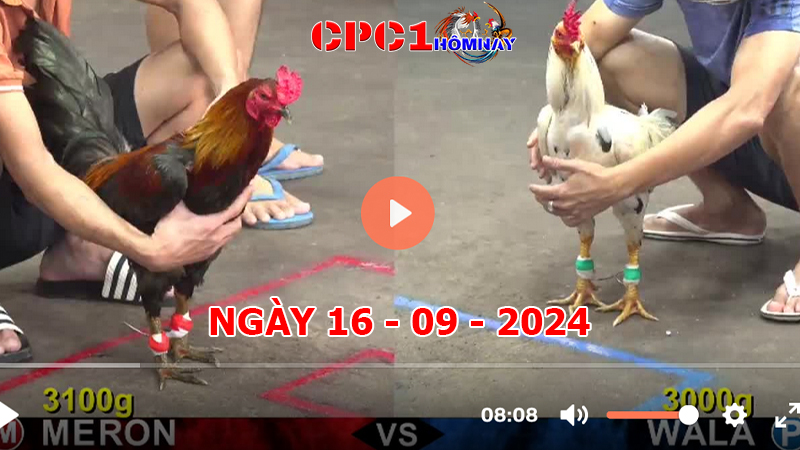 Đá gà CPC1 ngày 16-9-2024