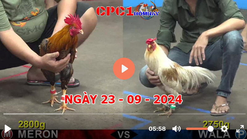 Đá gà CPC1 ngày 23-9-2024