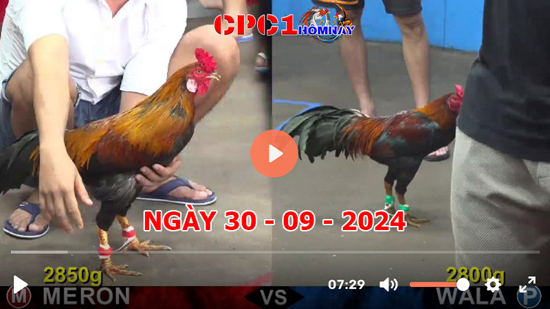 Đá gà CPC1 ngày 30-9-2024